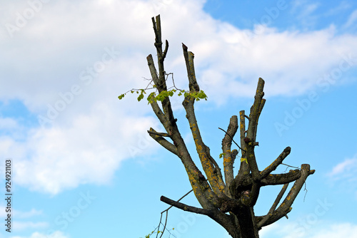 Cuadro en lienzo Tree cutting mistakes leads to dead branches