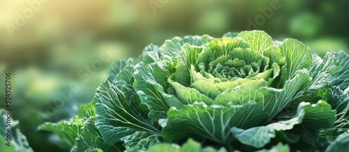 Green cabbage is in bloom U...
