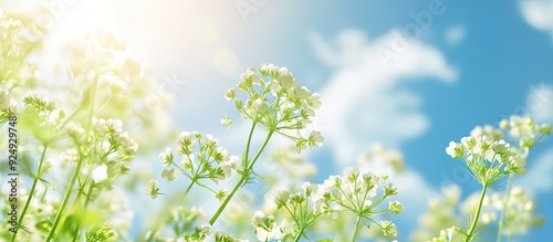 Silantro coriander flowers ...