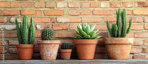 Collection of cactus plants...