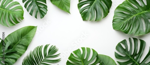 Green tropical leaves on a ...