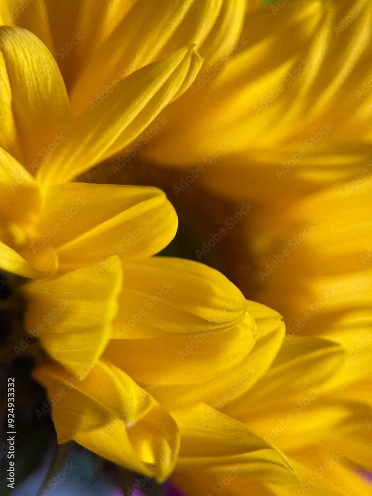 Obraz premium close up of yellow flower