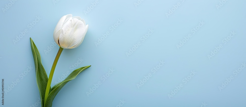 Blank photo frame and white tulip on a blue background. with copy space image. Place for adding text or design Blank photo frame and white tulip on a blue background. with copy space image. Place for adding text or design