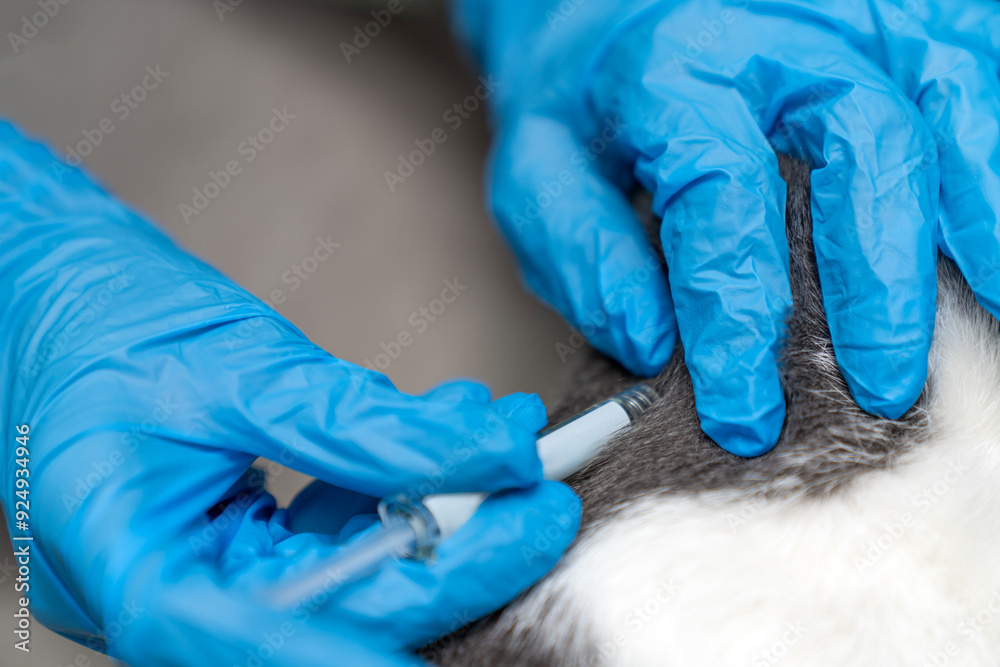 Beautiful view of Cat Flea Embedding On Neck Treatment