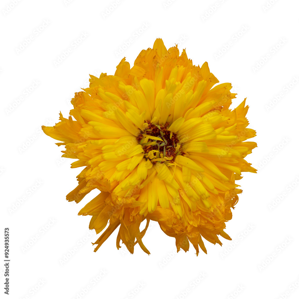 Close-up view of marigold flower (Calendula officinalis) isolated on white background, flat lay.