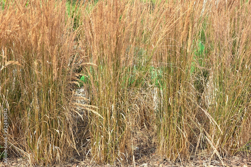 Fototapeta premium Ornamental dry grass resembling grain