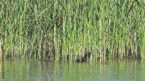 Common mother coot feed baby redhead chick seaweed algae lake reeds slow motion photo