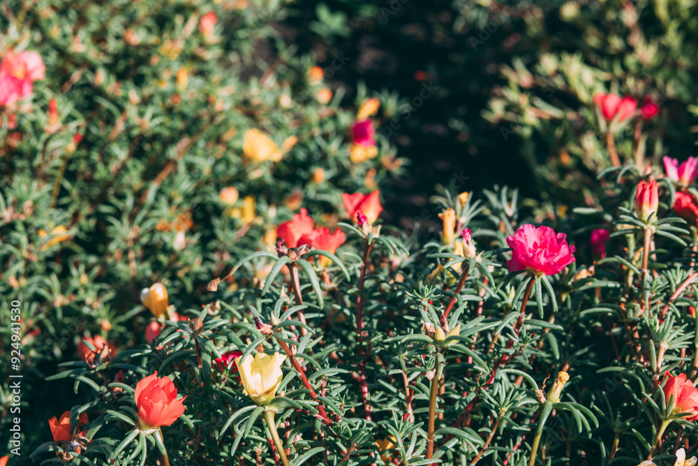 vibrant colors of well-maintained garden, beauty of nature's palette. Ideal for promoting gardening services or floral products vibrant colors of well-maintained garden, beauty of nature's palette. Ideal for promoting gardening services or floral products