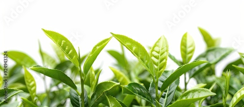 Close up view of a collection of leafy branches with fresh green tea leaves isolated on a white background These leaves are freshly picked from a home grown organic tea plantation Food concept clippi