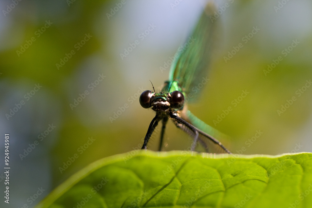 close up of a dragonfly close up of a dragonfly