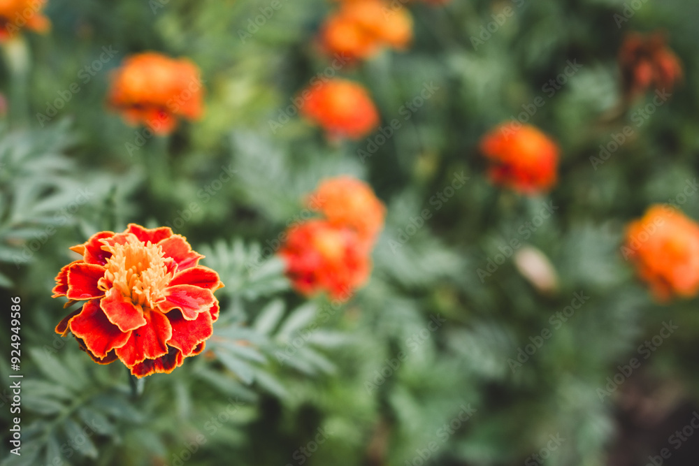 Marigold flowers on deep green grass background. Marigold in flower bed, close up. Beauty in nature. Natural background. Flowers in bloom. Floral pollination concept. Summer nature. Marigold flowers on deep green grass background. Marigold in flower bed, close up. Beauty in nature. Natural background. Flowers in bloom. Floral pollination concept. Summer nature.
