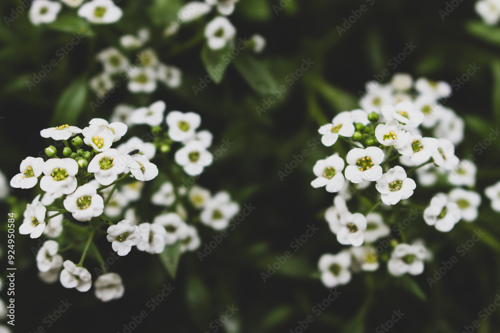 Spirea bush with delicate white flowers. White flowers on dark green background. Beauty in nature. White spirea in bloom. Floral background. White flowers on deep green foliage background.