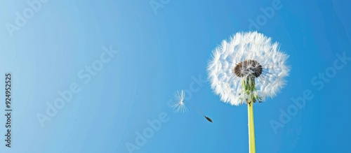 White dandelion against a b...