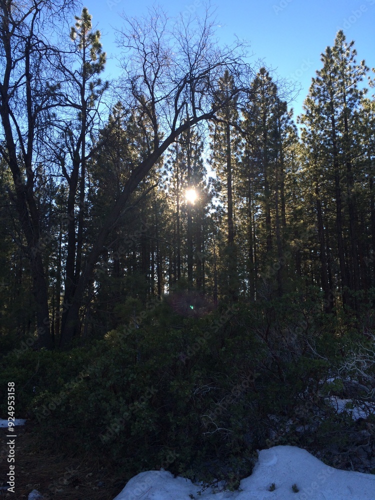 Sun Shining through Tall Pine Trees in Winter near Big Bear, California Sun Shining through Tall Pine Trees in Winter near Big Bear, California