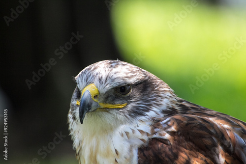 close up of a hawk