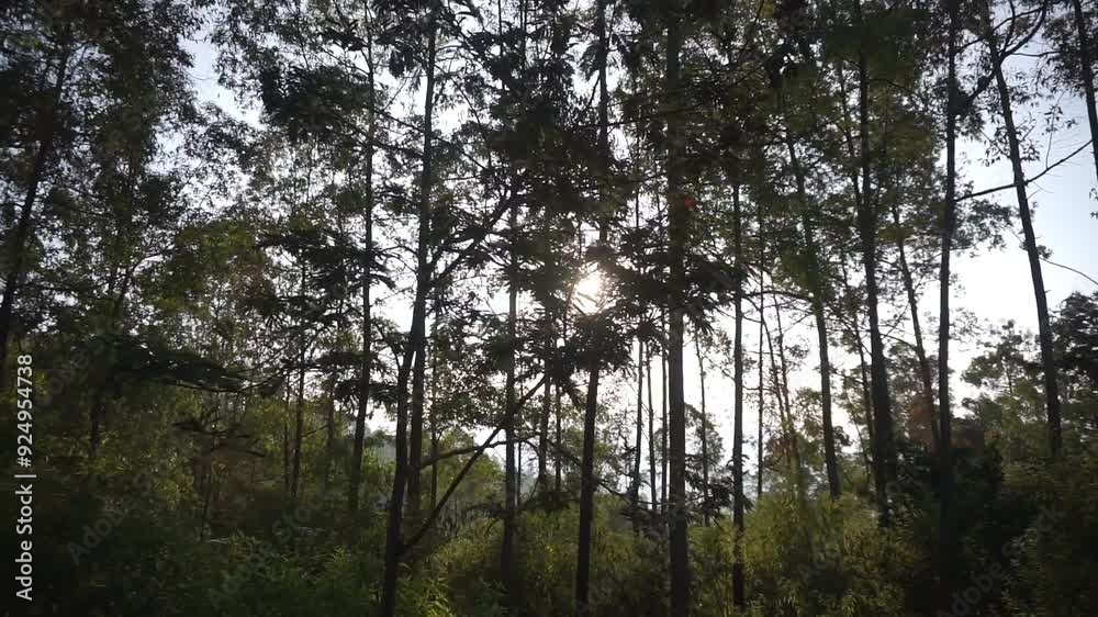 natural scenery of mountains, natural panorama of hills, and tall green forests and green slopes in the afternoon sunset natural scenery of mountains, natural panorama of hills, and tall green forests and green slopes in the afternoon sunset