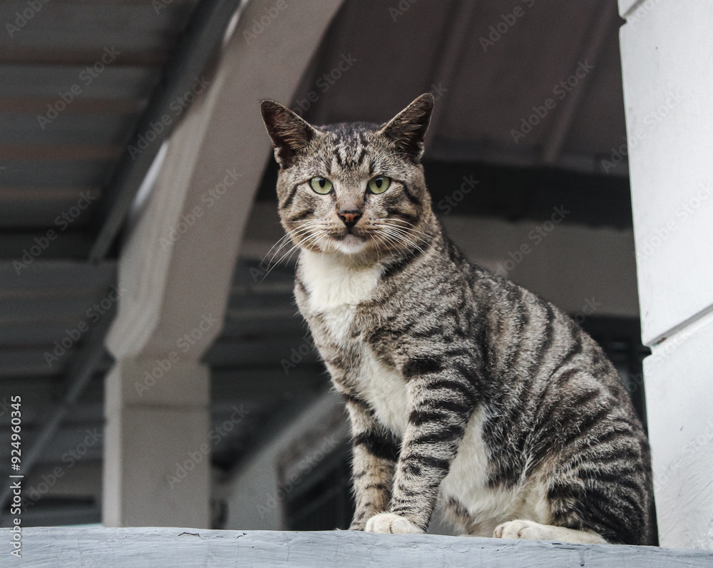 Fototapeta premium Selective focus stray cat or white tabby domestic cat looking at the camera while monitoring from above standing upright on the fence of the house during the day