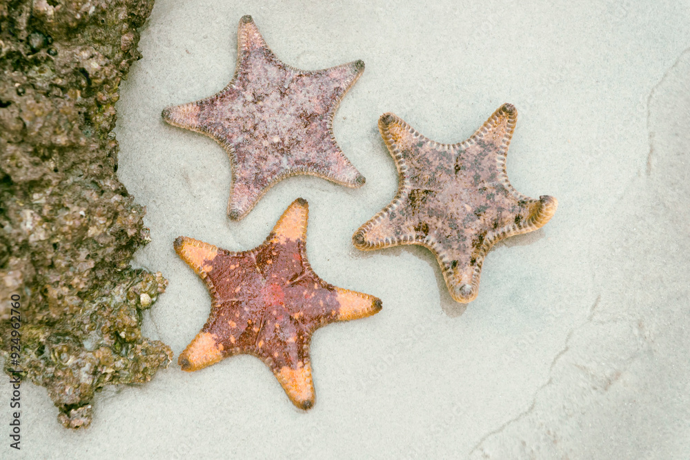 Three starfishes on the shore in Ha Long Bay, Vietnam Three starfishes on the shore in Ha Long Bay, Vietnam