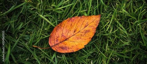 A dry autumn leaf resting o...