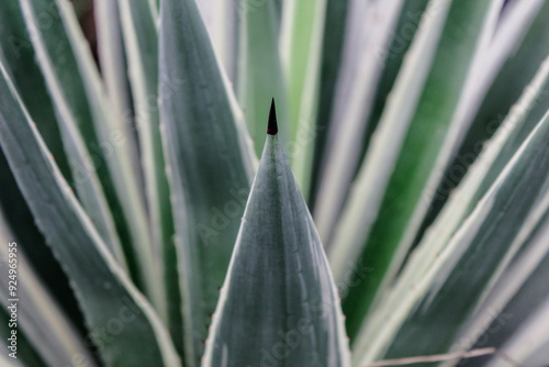 Selective focus close up Yucca gloriosa or tombak raja or Asparagaceae or Adam's needle or Spanish bayonet or Spanish dagger or bear-grass or needle-palm or spoon-leaf yucca in the garden at day