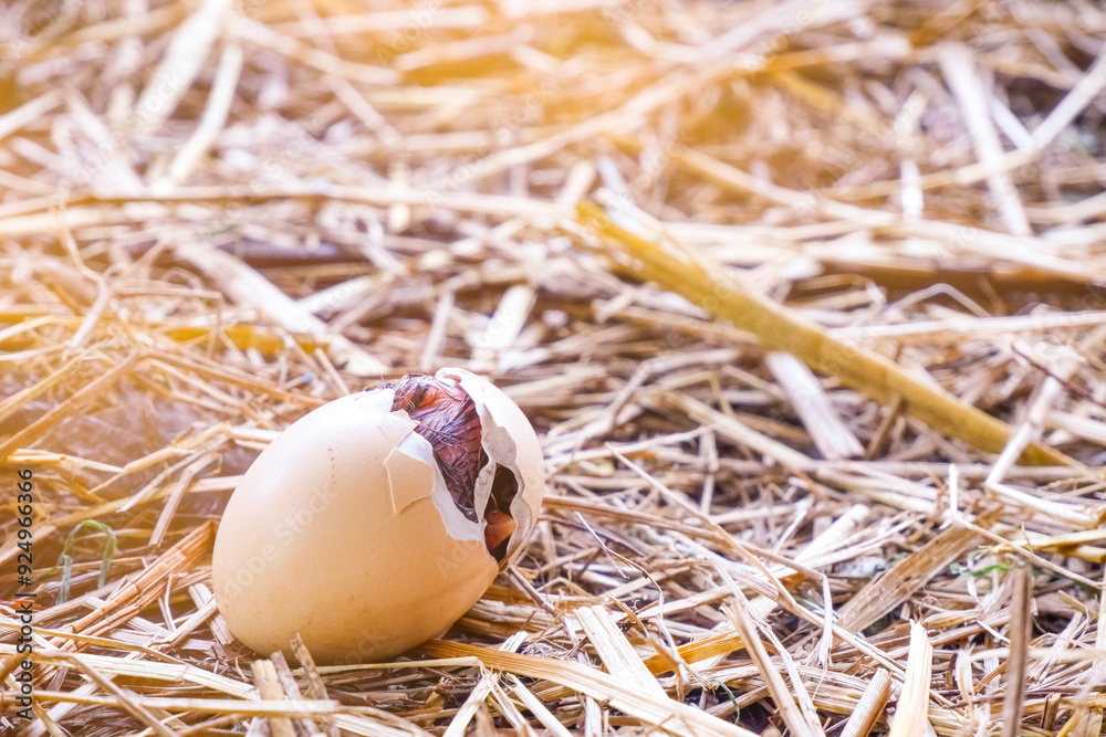 egg in nest with baby chick in egg egg in nest with baby chick in egg