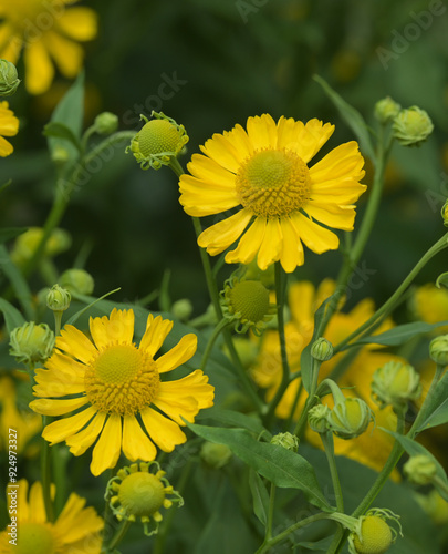 Beautiful close-up of helenium autumnale photo