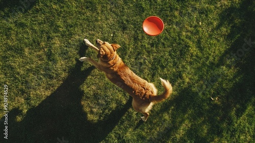 Bird's-eye shot of a dog standing on two legs in a park, trying to catch a frisbee in mid-air. photo