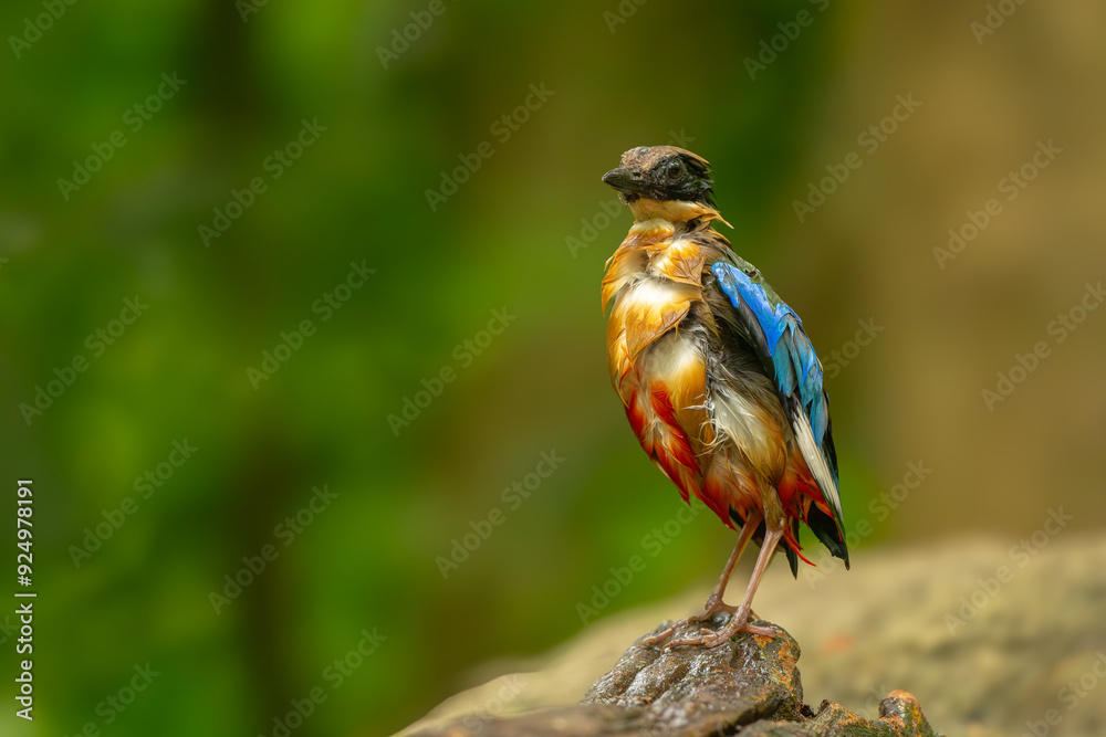 Fototapeta premium blue winged pitta after play the water in the lake