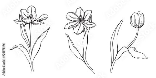 Spring flowers - Tulips. Vector hand drawn illustration of blossoming tulips and bud on isolated background. Bundle with outline drawing of leafs. Sketch in line art style painted by black inks.
