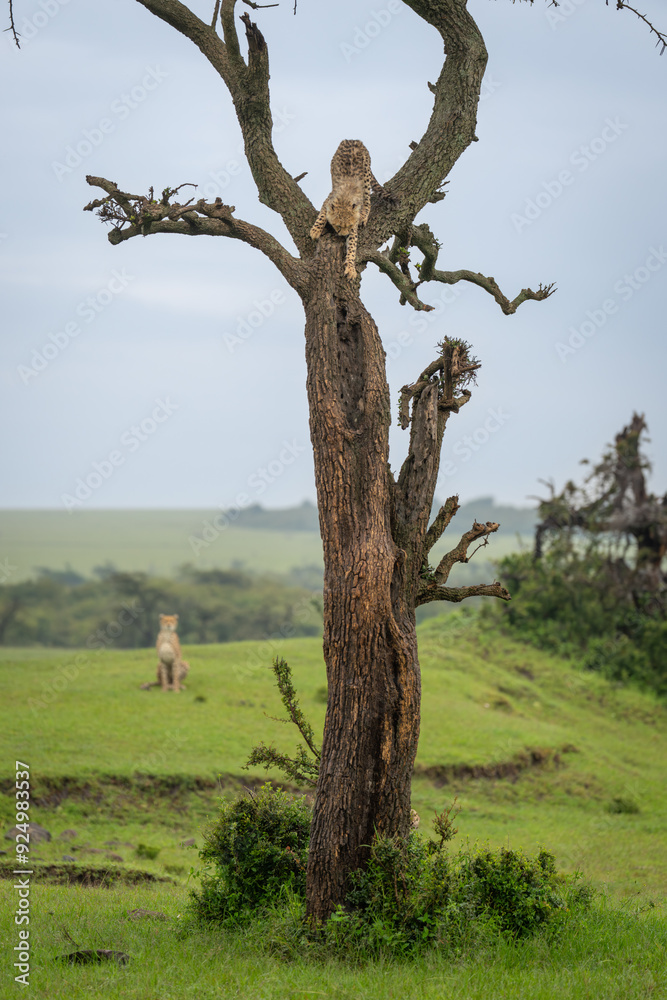 Fototapeta premium Cheetah cub climbs down tree near mother