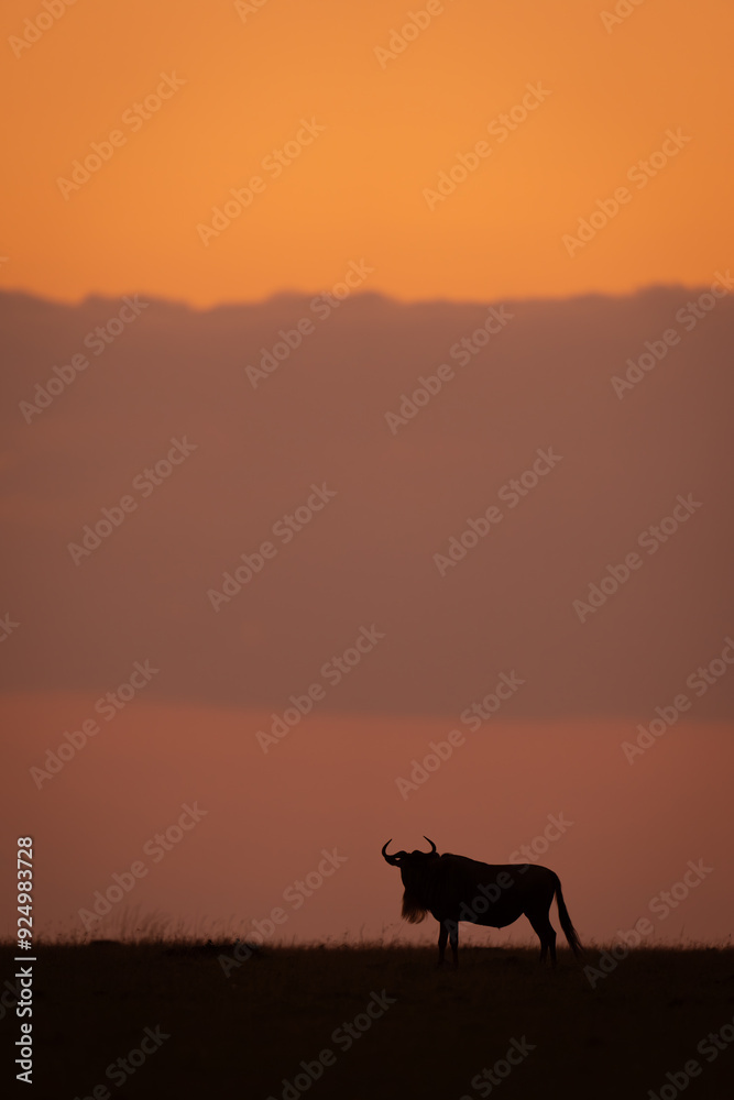 Blue wildebeest stands at sunset turning head Blue wildebeest stands at sunset turning head