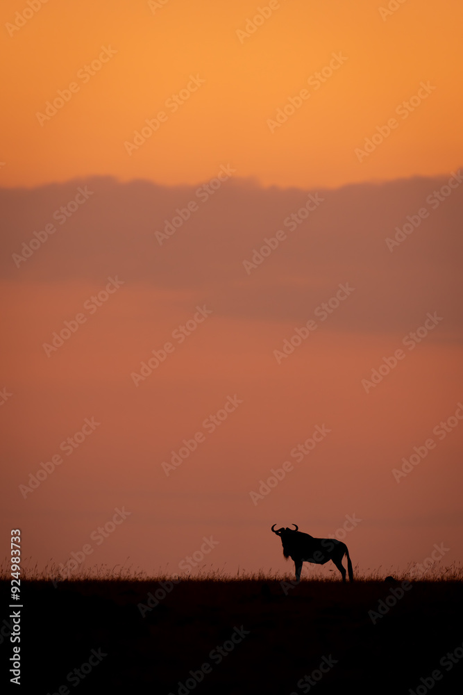 Blue wildebeest stands at sunset under clouds Blue wildebeest stands at sunset under clouds