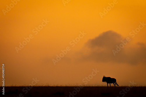 Blue wildebeest on sunset horizon stands silhouetted