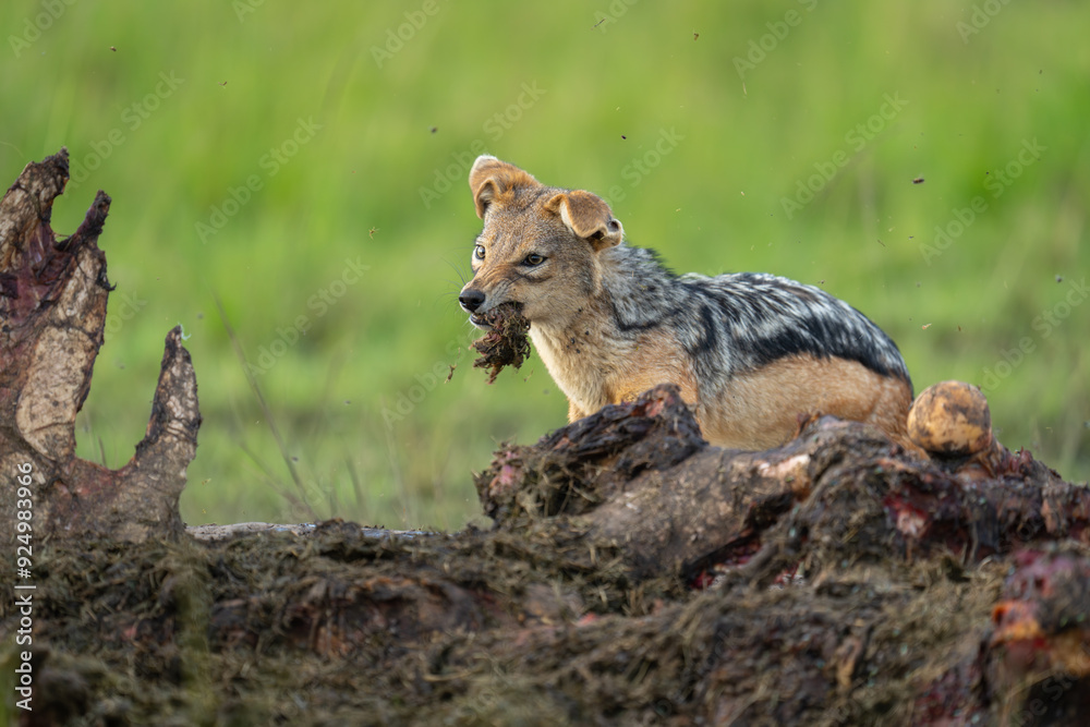 Black-backed jackal stands shaking head holding flesh Black-backed jackal stands shaking head holding flesh