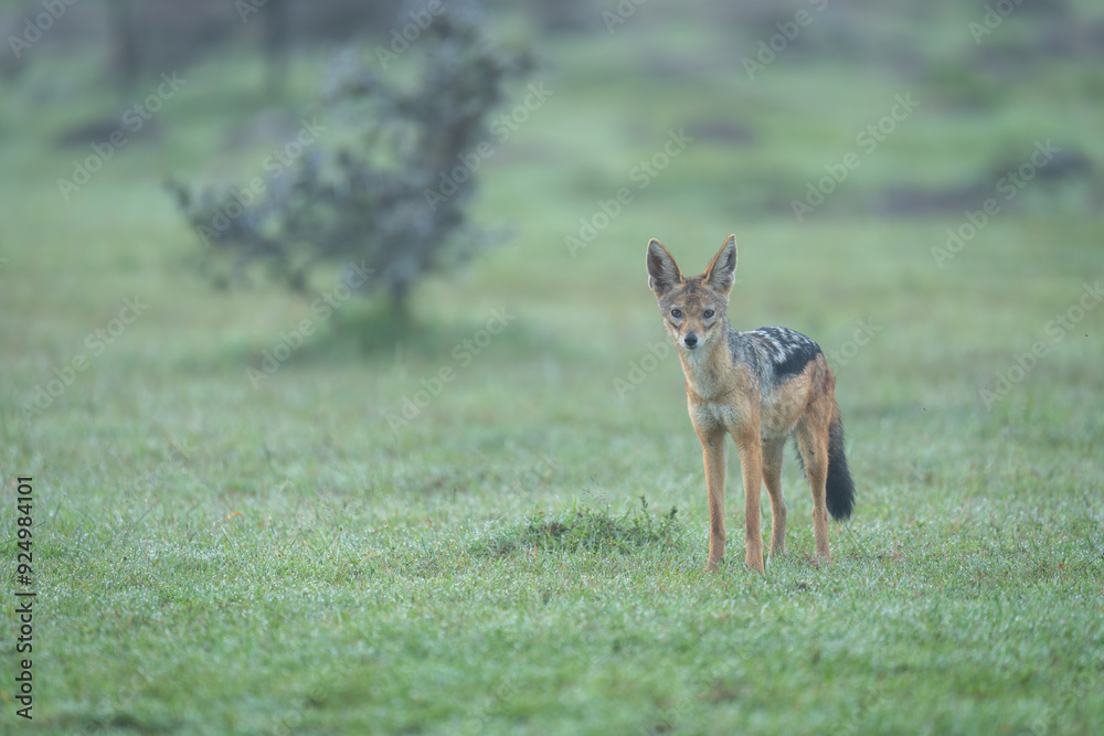 Fototapeta premium Black-backed jackal stands eyeing camera on grass