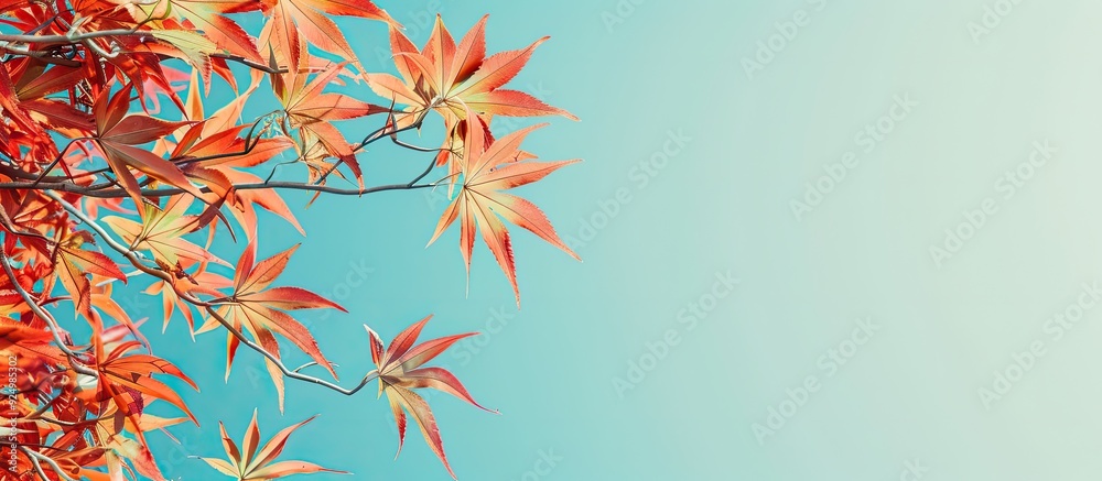 A young Japanese Maple displaying vibrant autumn colors against a clear sky with ample copy space image A young Japanese Maple displaying vibrant autumn colors against a clear sky with ample copy space image