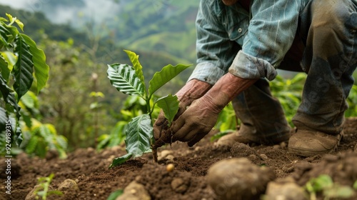 Close-up of a framer with a coffee plant sapling, captured in a raw, unfiltered style from a dynamic angle, illustrating dedication to sustainable agriculture and future growth