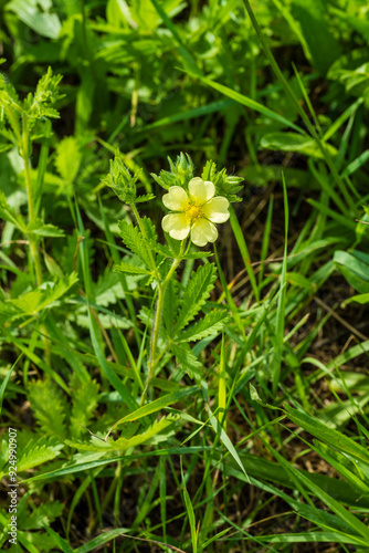 Une Potentille droite (Potentilla recta L.) : fleur mellifère au cœur de la biodiversité alsacienne photo