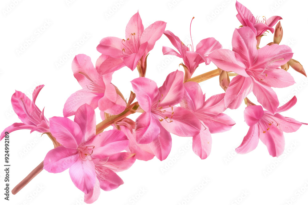Close-up of a beautiful pink flower blossom isolated on white background. Perfect for botanical, floral, and nature-themed projects. Close-up of a beautiful pink flower blossom isolated on white background. Perfect for botanical, floral, and nature-themed projects.