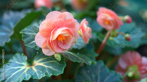 red flower in the garden, Begonia, flowers Chinese characteristics.