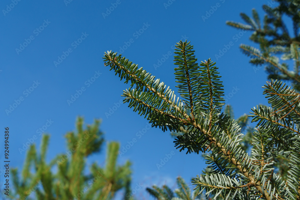 Green and silvery spruce needles on the branches of fir Abies koreana on blue sky background. Selective focus. Close-up of fir in natural sunlight. Green and silvery spruce needles on the branches of fir Abies koreana on blue sky background. Selective focus. Close-up of fir in natural sunlight.