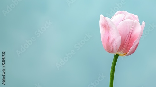 Pink Tulip Against Blue Sky with Orange Stamen