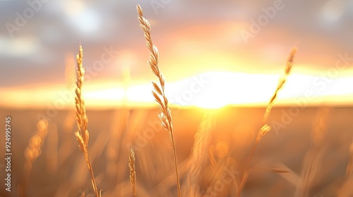 Tall Grass Field Blowing in Wind Under Setting Sun