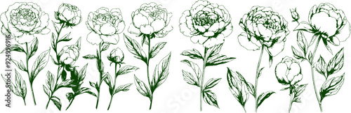A set of hand-drawn peony flowers in a detailed, line art style. The intricate floral illustrations are presented in green on a white background