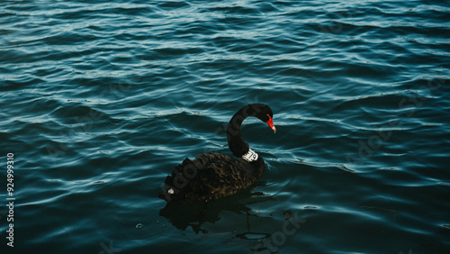 black swan on the lake photo