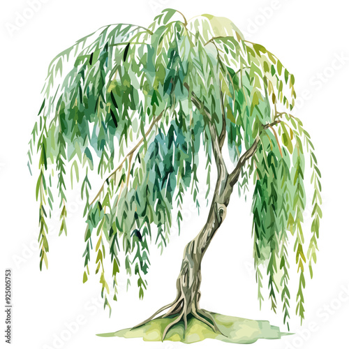 Watercolor vector of willow tree, isolated on a white background, and willow tree vector