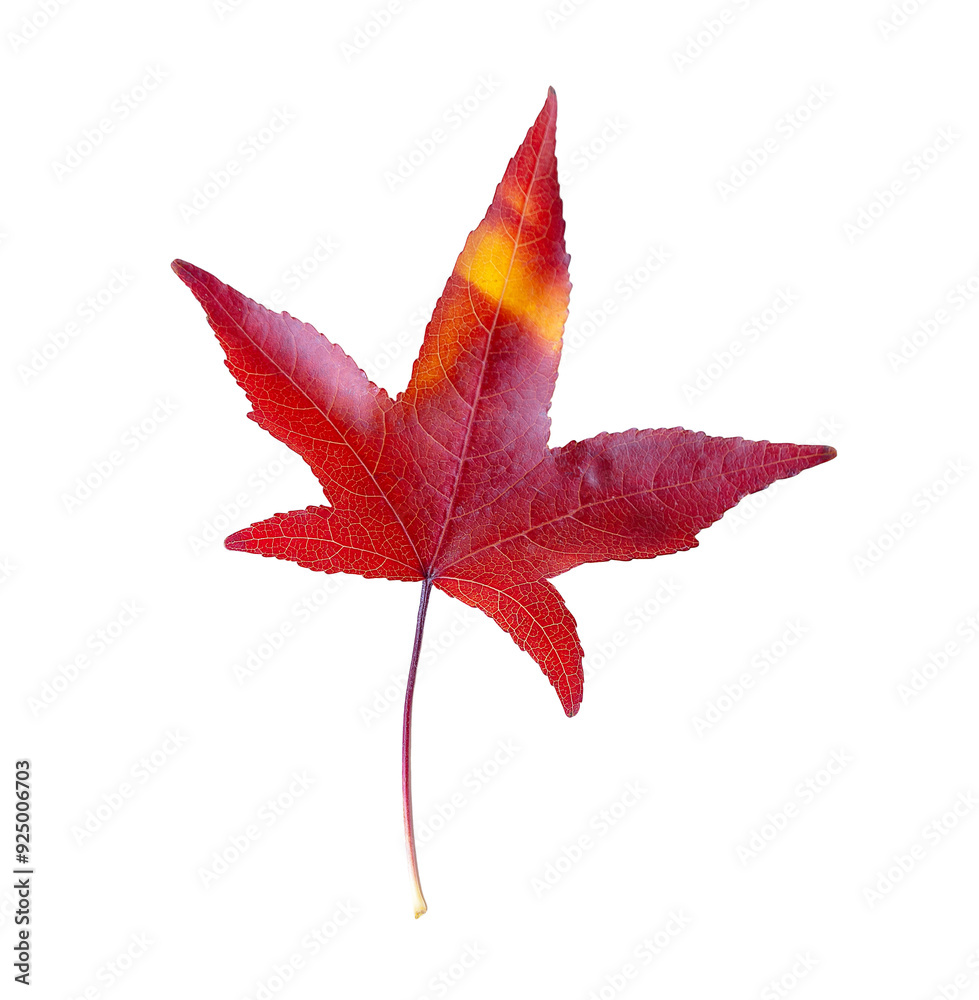 Autumn maple leaf isolated on on transparent background. Png file Autumn maple leaf isolated on on transparent background. Png file