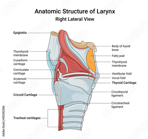 Anatomic Structure of Larynx Right Lateral View