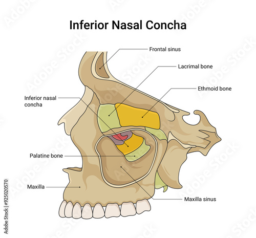 Bone Structure of Inferior Nasal Concha