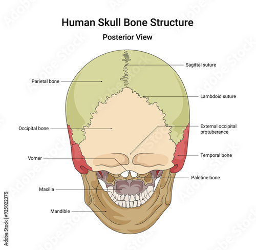 Bone Structure of Human Skull Posterior View